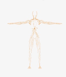 矢量简易线条人体骨骼结构图