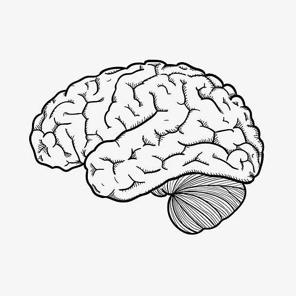 矢量人体大脑