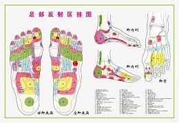 足部反射区挂图