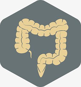 人体内脏设计