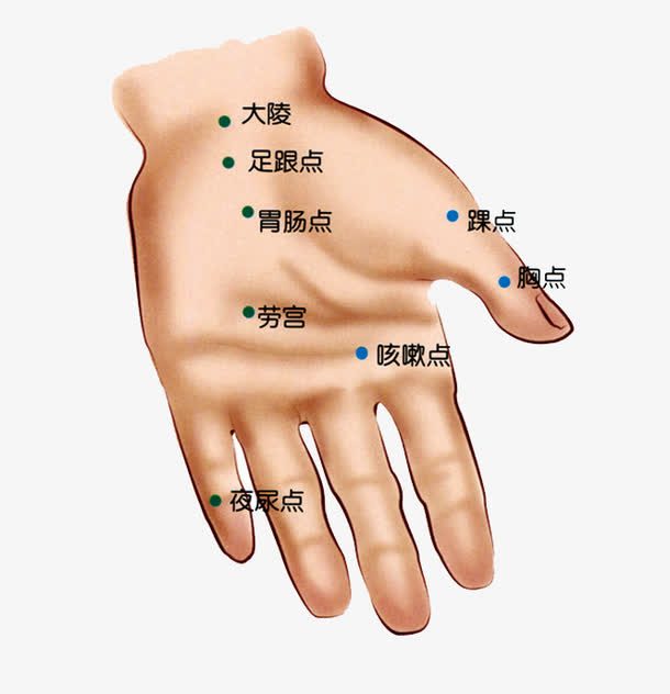 人体手部正面穴位