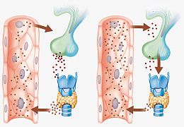 甲状腺激素分泌插图