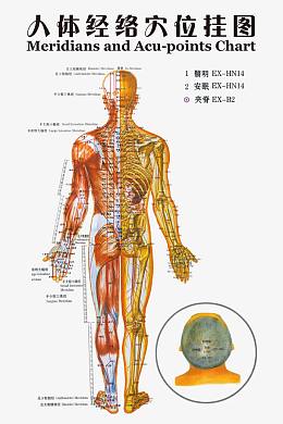 人体经络穴位挂图