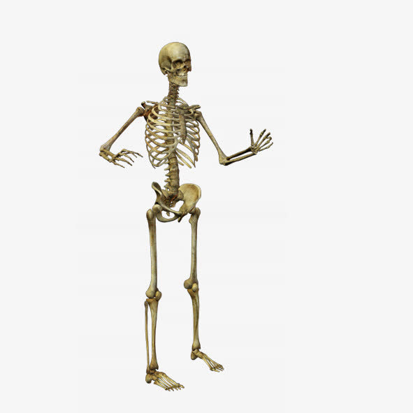 人体骷髅