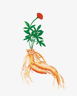 矢量带花人参