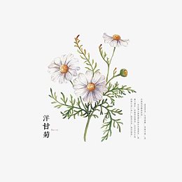 手绘德国洋甘菊