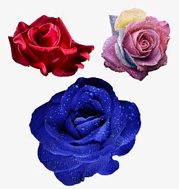 玫瑰花蓝色妖姬装饰