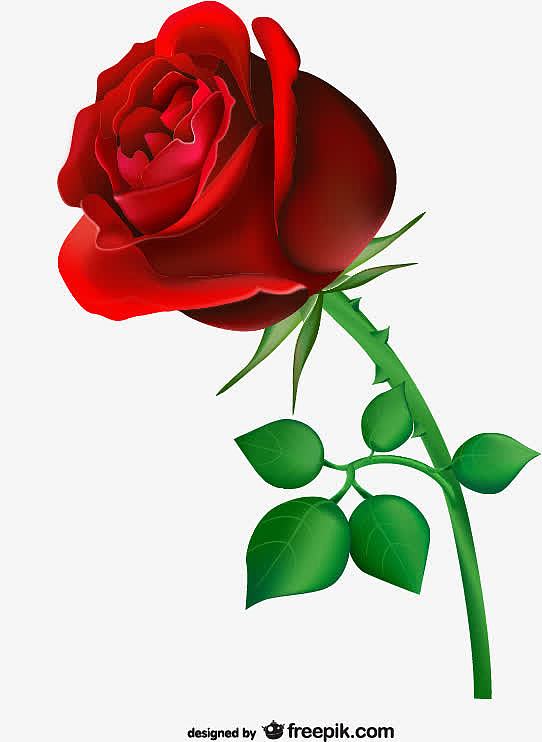 热情的红玫瑰免费下载