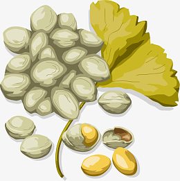 坚果食物