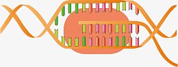 DNA转录RNA
