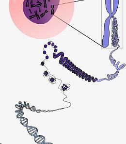 染色体和DNA