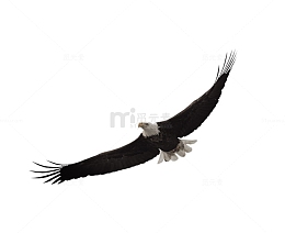 黑色大气雄鹰装饰图案