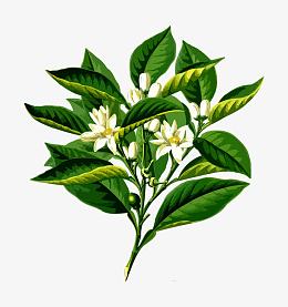 柑橘医药