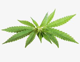 大麻嫩枝