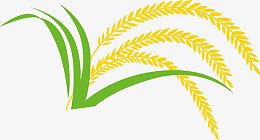 稻谷 稻米 稻穗 禾稻 大米