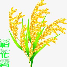 稻谷