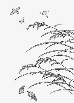 稻谷下的麻雀