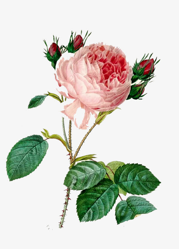 唯美复古月季花素材
