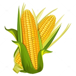 玉米