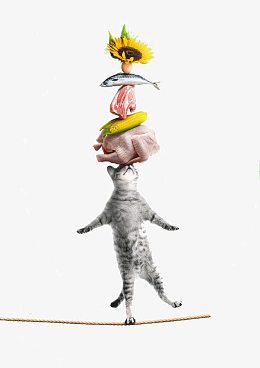 创意猫咪粮食设计