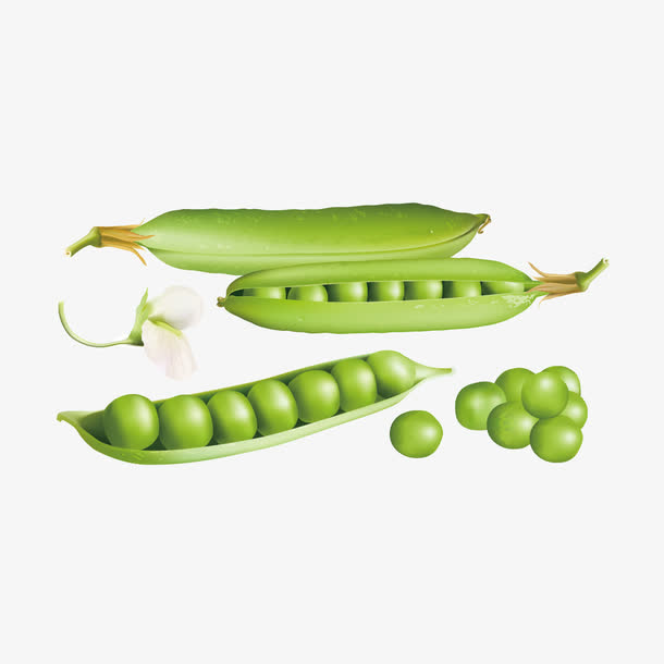 矢量绿豆
