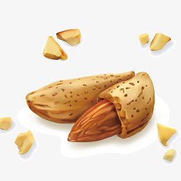 矢量坚果食物