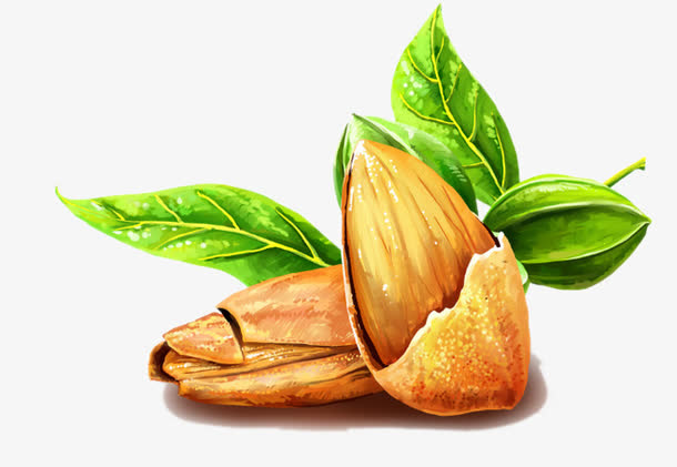 手绘杏仁素材免费下载_觅元素