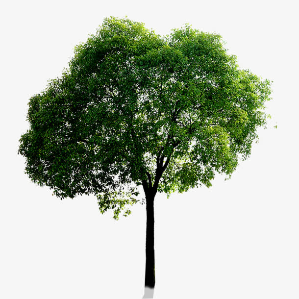 园林景观树木花草