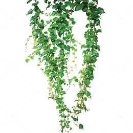 绿色植物