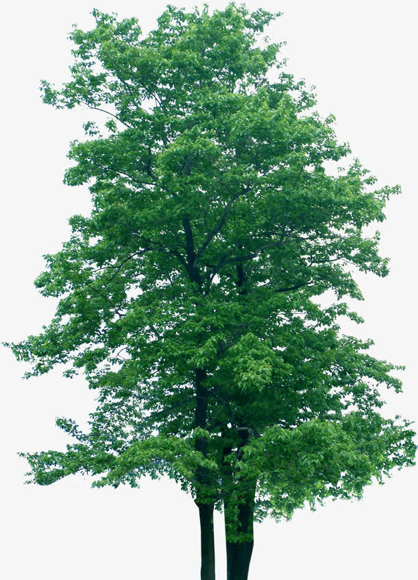 树高清免扣素材