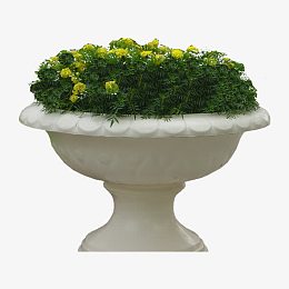 绿色植物