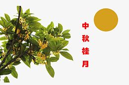 桂花茂盛