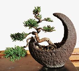 小型迎客松