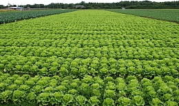 生菜种植基地菜园