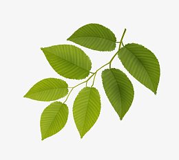 缤纷秋叶设计矢量素材