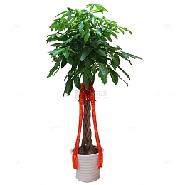 五辫发财树盆栽