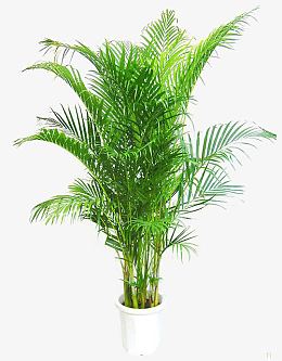 室内植物