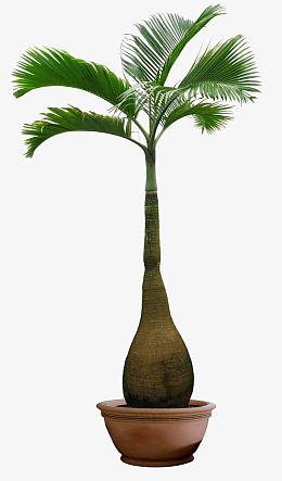 庭院植被