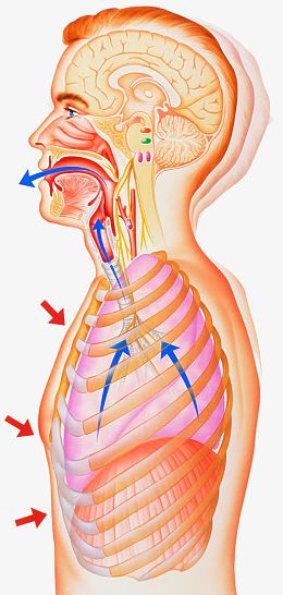 呼吸系统医疗插图