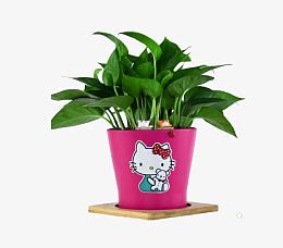 绿萝创意办公桌花卉