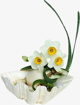 白色水仙花