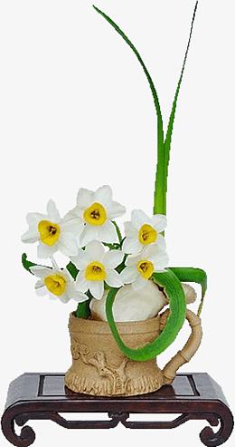 白色水仙花