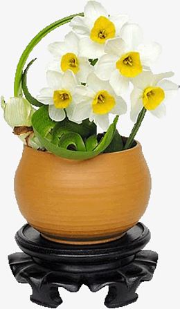 白色水仙花