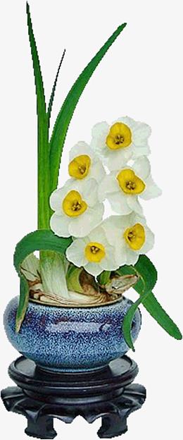 白色水仙花