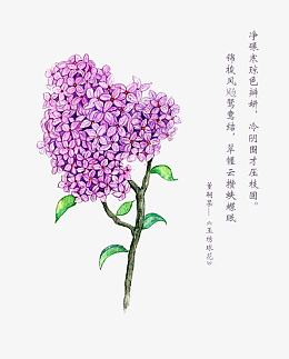 玉绣球花