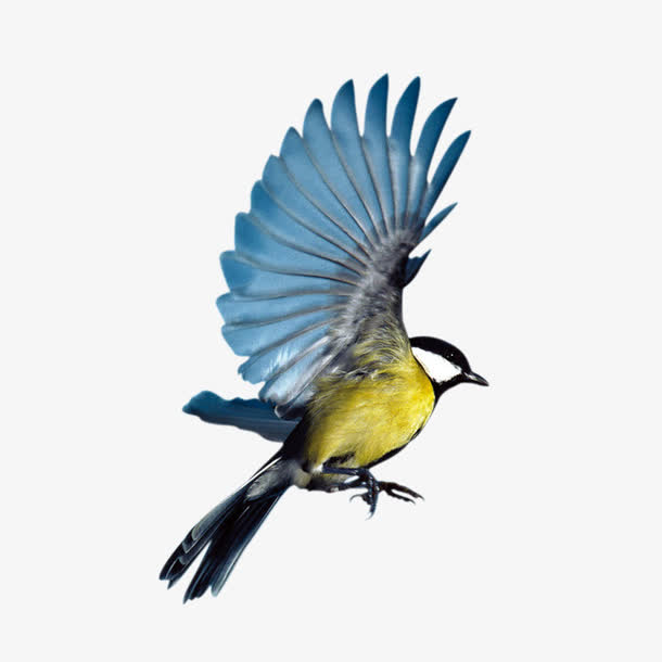 小鸟素材免费下载_觅元素