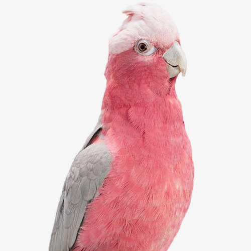 鹦鹉免抠素材免费下载_觅元素51yuansu.com