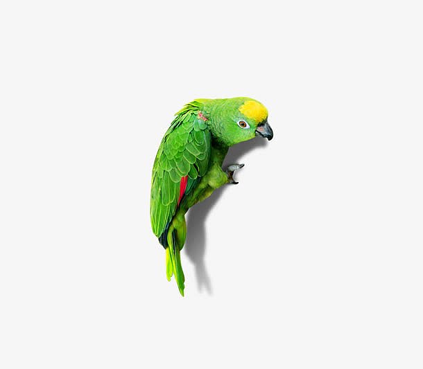 绿鹦鹉免抠PNG素材