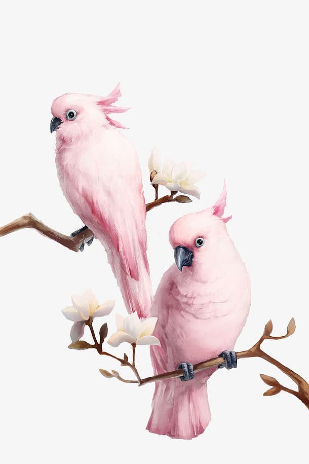 粉色鹦鹉