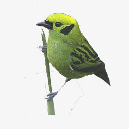 卡通绿色小鸟鹦鹉